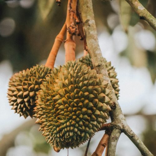 Hasbi Kurnia Ru6WD7lmLaA Unsplash Scaled 500x500