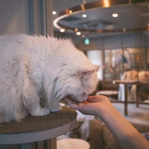 Nguyen Tp Hai NKzdB4FqPSY Unsplash Scaled 500x500