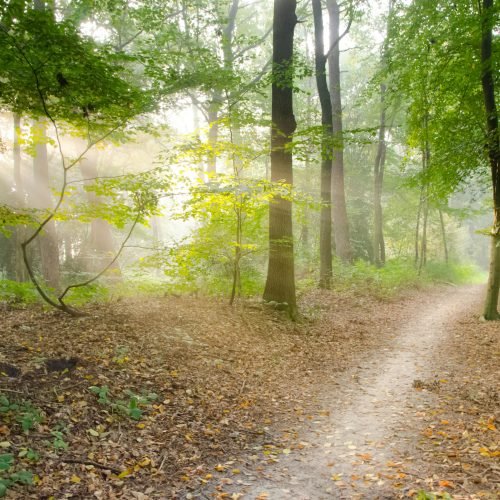 A serene forest scene with a sunlit pathway and lush trees, captured in natural daylight.